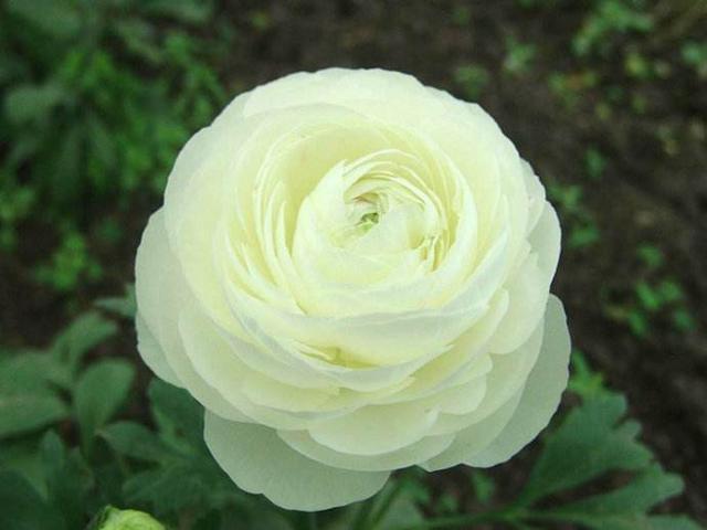 艳丽秀美花毛茛（gèn）