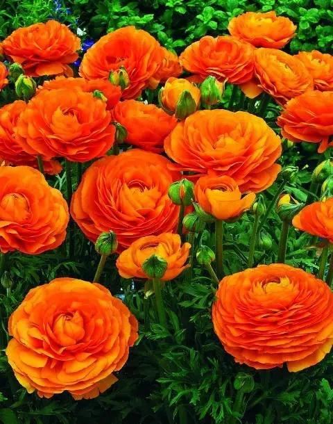 艳丽秀美花毛茛（gèn）