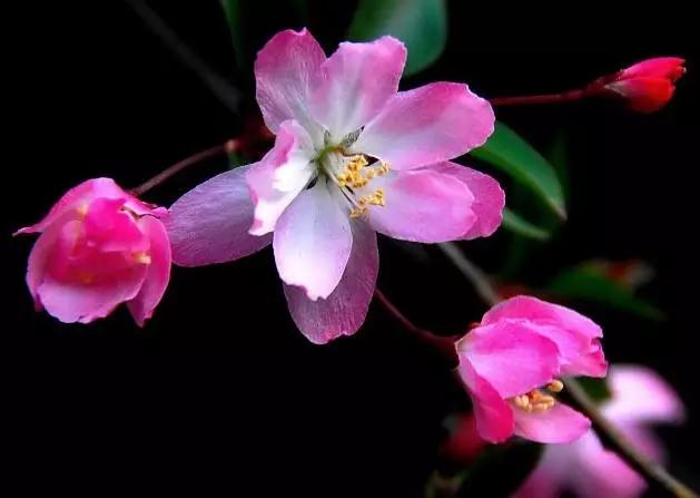 垂丝海棠花