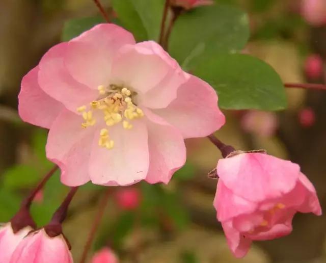 垂丝海棠花