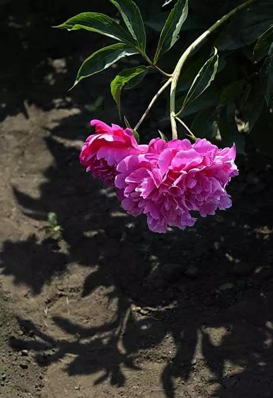 唯美芍药花颜