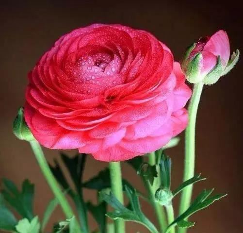 艳丽秀美花毛茛（gèn）