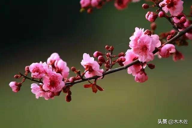 梅花的品种分类