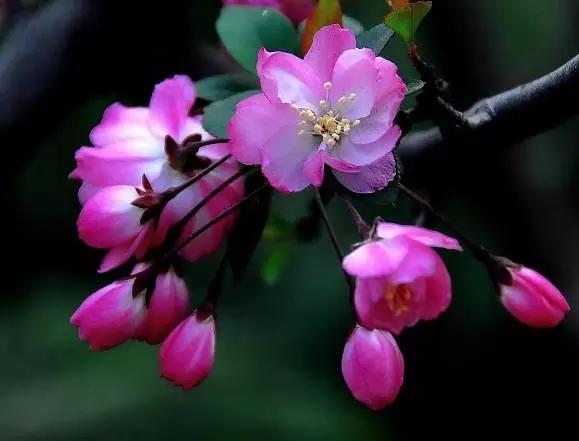垂丝海棠花
