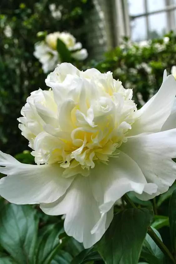 唯美芍药花颜
