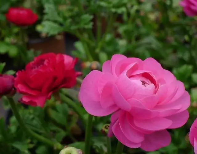 艳丽秀美花毛茛（gèn）