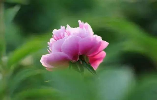 唯美芍药花颜