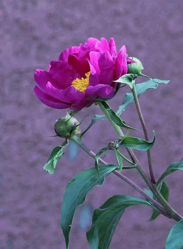 唯美芍药花颜