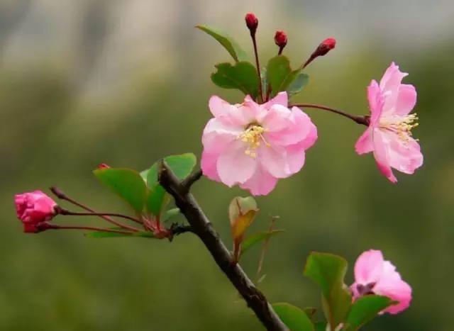 垂丝海棠花