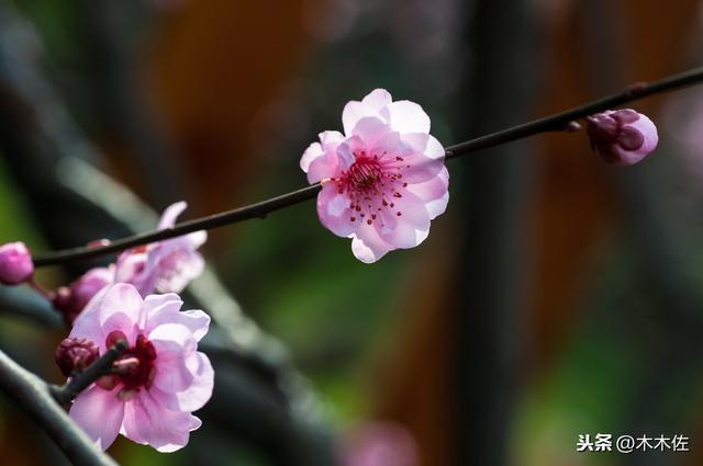 梅花的品种分类