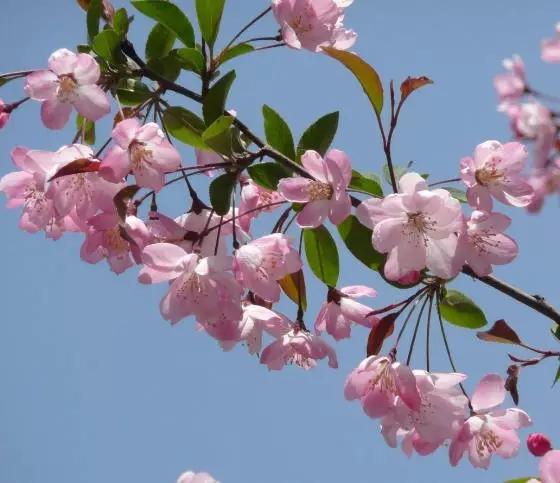 垂丝海棠花