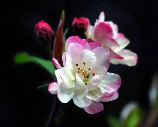 垂丝海棠花