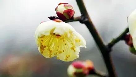 梅花名贵品种～黄香梅