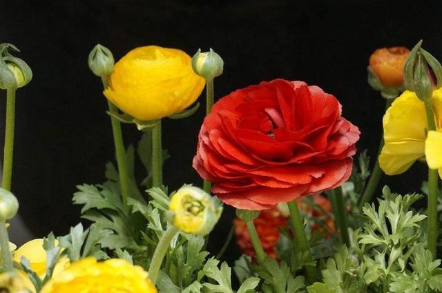 艳丽秀美花毛茛（gèn）
