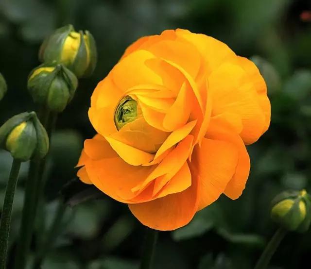 艳丽秀美花毛茛（gèn）