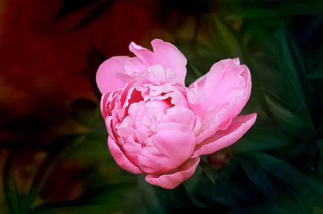 唯美芍药花颜