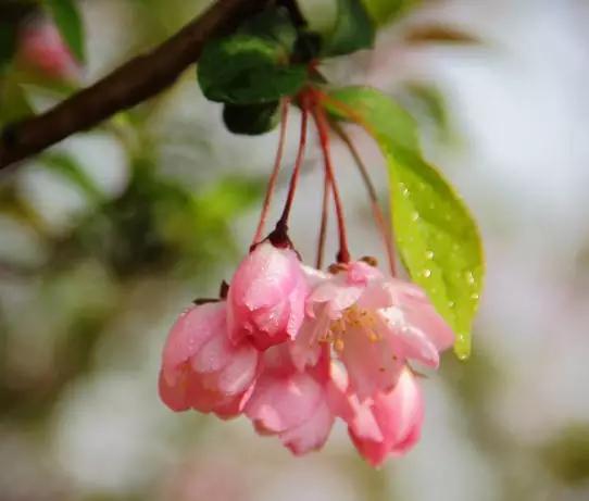 垂丝海棠花