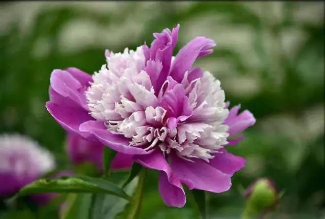 唯美芍药花颜
