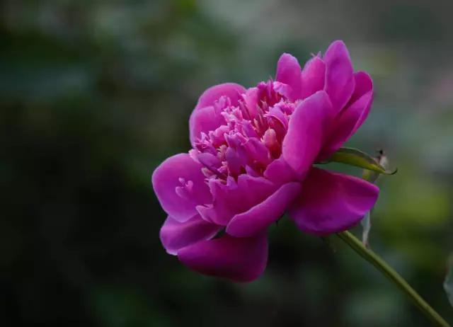 唯美芍药花颜