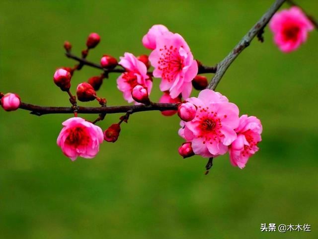 梅花的品种分类