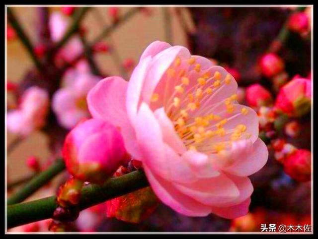 梅花的品种分类