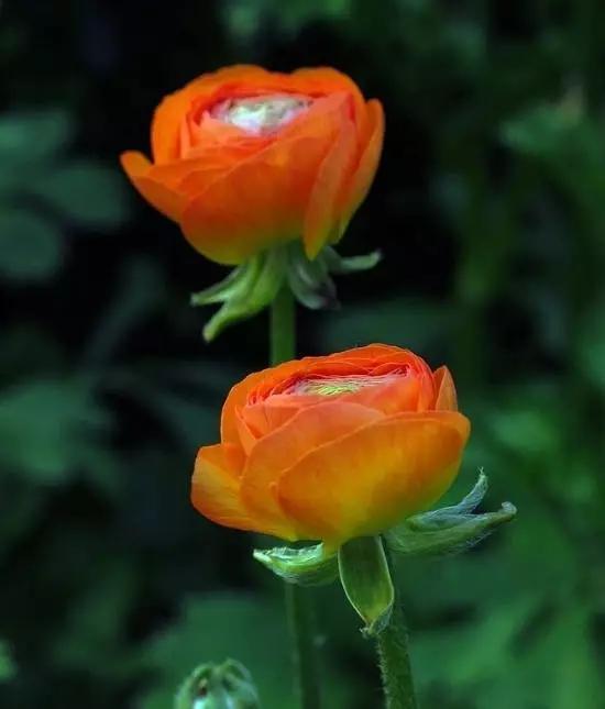 艳丽秀美花毛茛（gèn）
