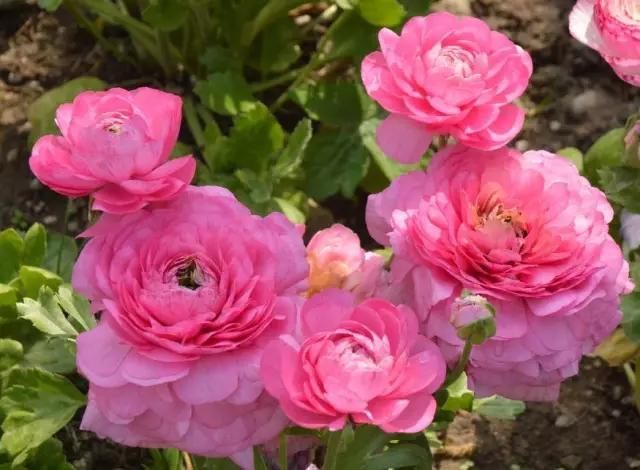 艳丽秀美花毛茛（gèn）