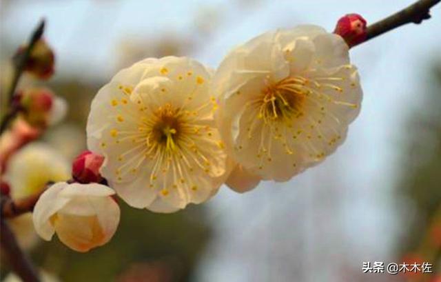 梅花的品种分类