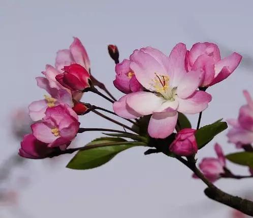 垂丝海棠花