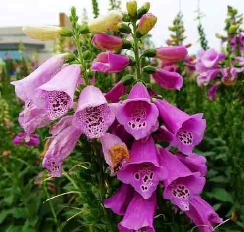 心脏草毛地黄花
