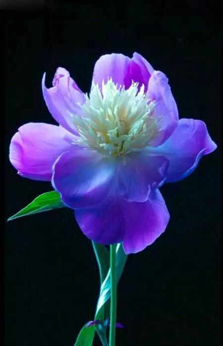 唯美芍药花颜