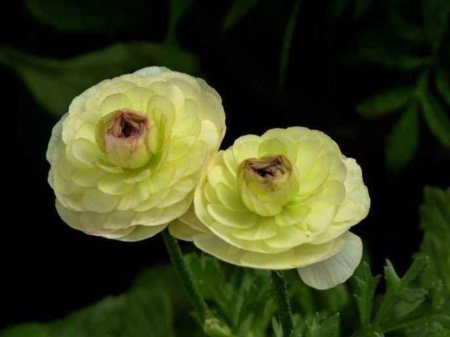艳丽秀美花毛茛（gèn）