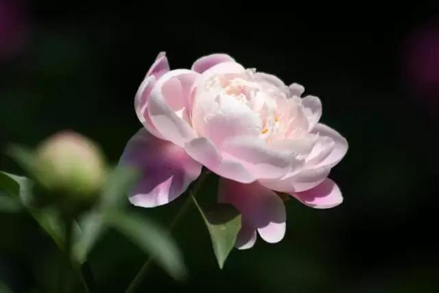 唯美芍药花颜