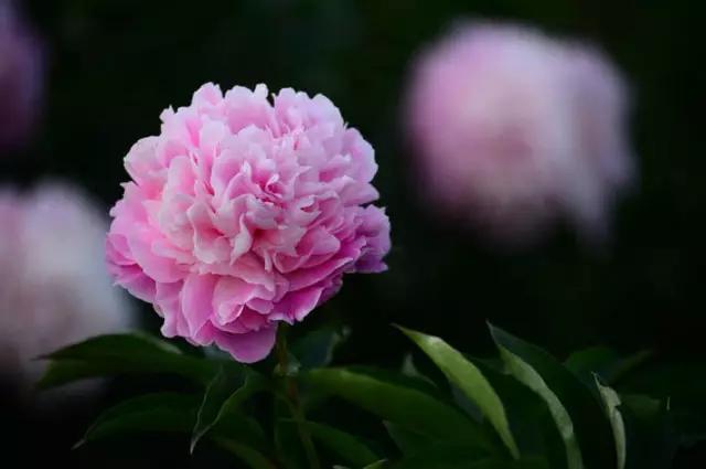 唯美芍药花颜