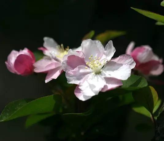 垂丝海棠花