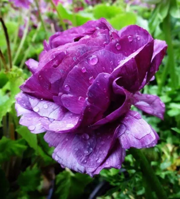 艳丽秀美花毛茛（gèn）