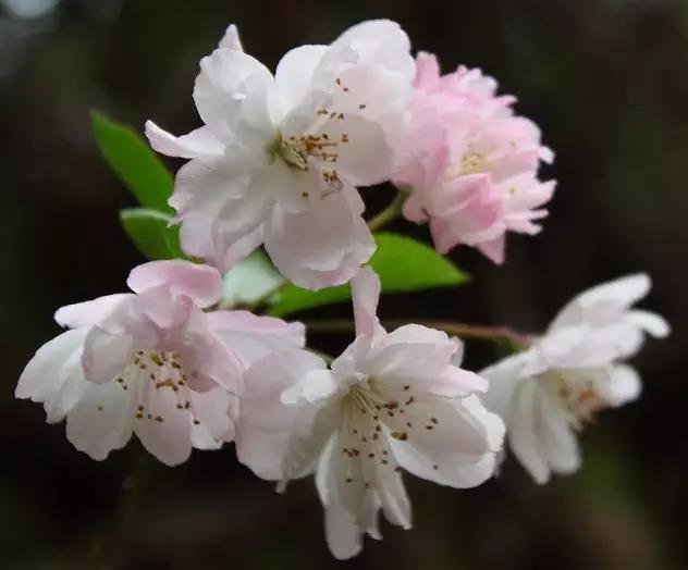垂丝海棠花