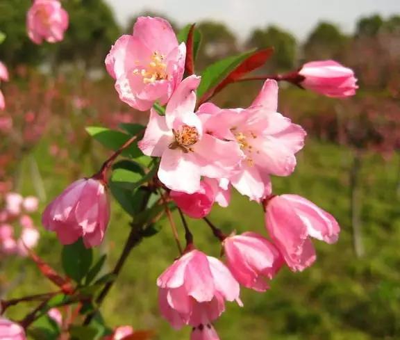 垂丝海棠花