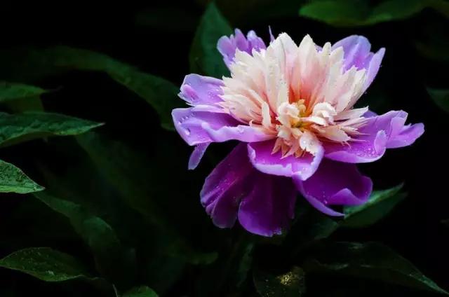 唯美芍药花颜