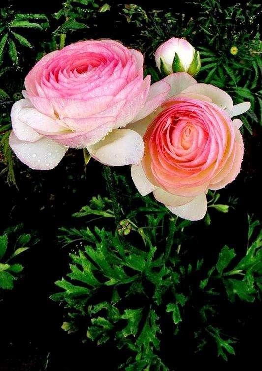 艳丽秀美花毛茛（gèn）