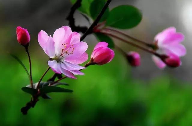 垂丝海棠花