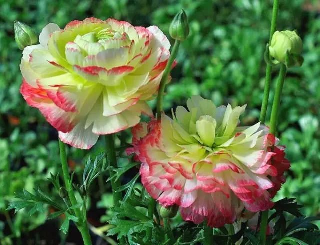 艳丽秀美花毛茛（gèn）