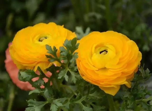 艳丽秀美花毛茛（gèn）