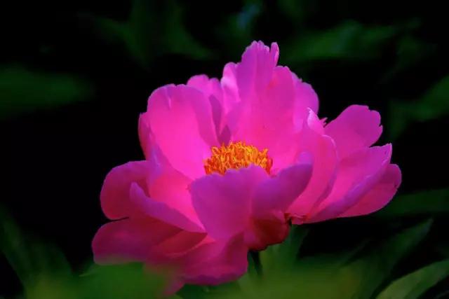 唯美芍药花颜