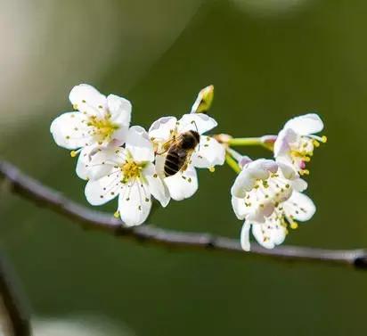 垂丝海棠花
