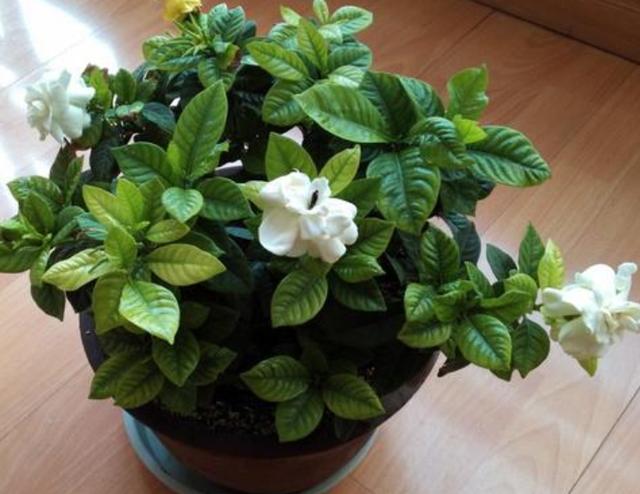 4种花卉爱吃酸，在北方盆栽加点"醋水"，植株越长越旺盛