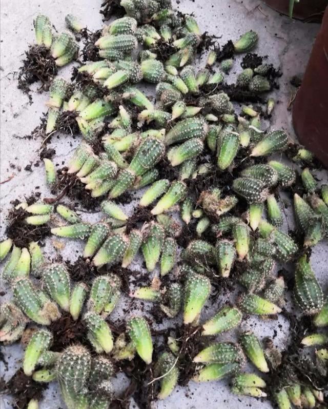 这可谓是“陆地海胆”，但却有着特漂亮的一面，而且特别好养活