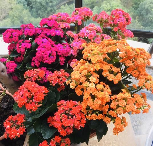 开春暖和后，给这6种花埋点大补肥，叶子肥厚开花旺