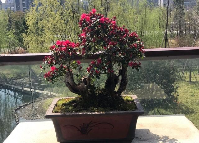 扦插杜鹃花生根快而且根系易爆盆的植料你知道吗？比鹿沼土还要好
