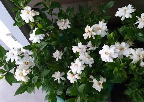 如何让栀子花顺利越冬？北方盆栽得做好4点，方能早日春化